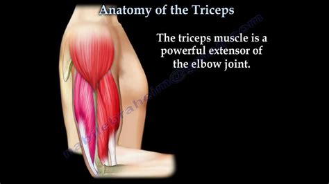 Tricep Muscle Anatomy