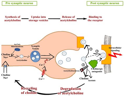 Ipratropium Mechanism Of Action