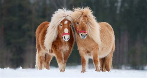 10 Interesting Facts You Didn't Know About Shetland Ponies