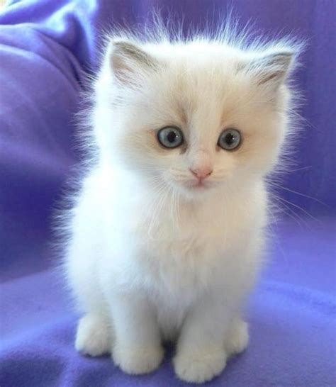 (40) Twitter | Kittens cutest, Cute cats, Beautiful cats