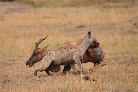 Cheating cheetahs seen chasing hyena before stealing its prey | New ...