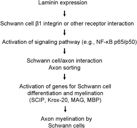 Model of laminin function in peripheral nerve myelination. During ...