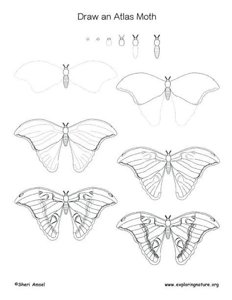 How to Draw a Moth Step by Step - Ford Ingthere