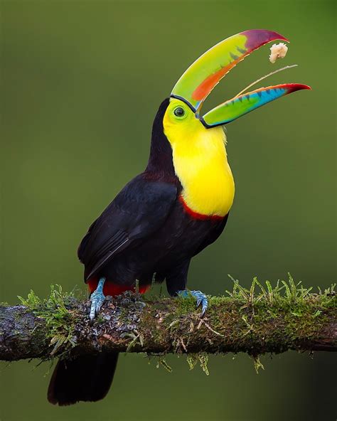 The keel billed toucan's bill is one of the most colourful beaks in the ...