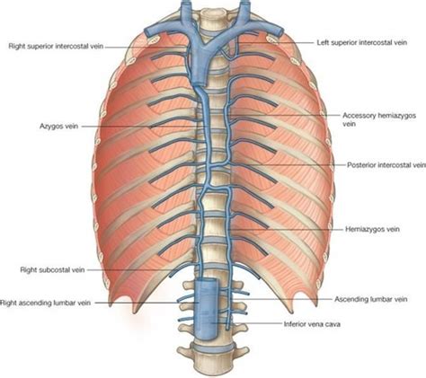 Posterior Intercostal Veins