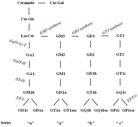 Gangliosides as a Double-Edged Swordin Neurodegenerative Disease ...