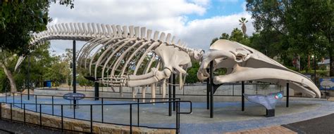 Legends of the Halls: Washed Ashore – The Museum’s Blue Whale Skeleton ...