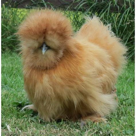 Cackle Hatchery Buff Silkie Bantam Chicken - Straight Run (Male and ...