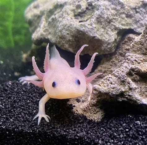 537 Best Axolotl Names, Funny, Cute, Unique Names For Your Pet