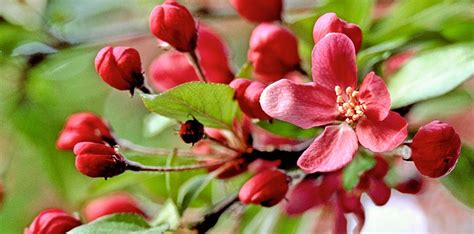 Crab Apple Tree Blossoms