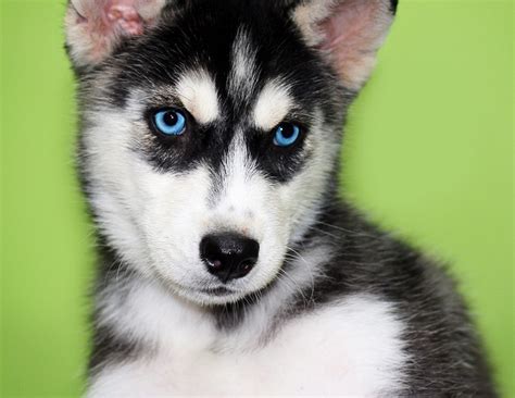 Blue Eyed Pomeranian Picture - Dog Breeders Guide