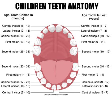 Pediatric Tooth Chart — Klein Family Dental