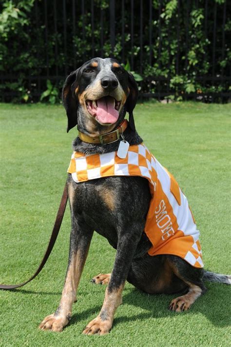 Pin by Ruthie Kilgore on Vols stuff | Tennessee mascot, Tennessee ...