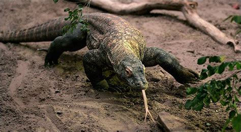 Chemicals in Komodo Dragon’s Glands Stir Venom Debate - The New York Times