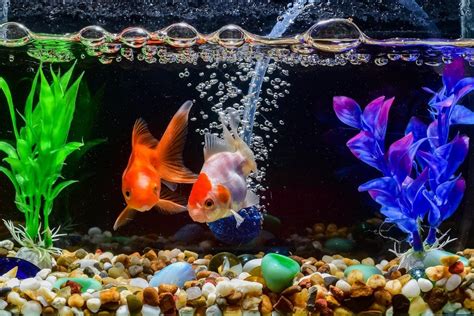 Goldfish Tank Size Guide (What's the Minimum Tank Size?)