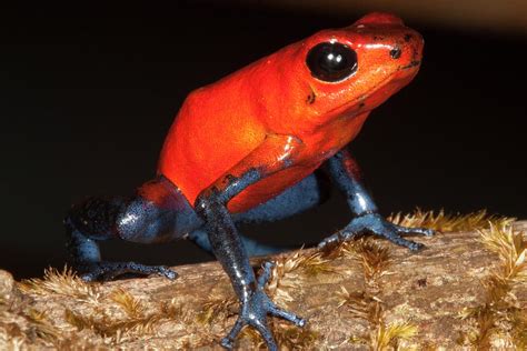 Strawberry poison dart frog Photograph by Ashley Dowling - Fine Art America