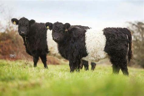 Belted galloway. | Cattle, Miniature cows breeds, Galloway cattle