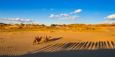 Desert Camel Picture And HD Photos | Free Download On Lovepik