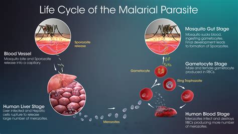 A Happy Ending To Malaria Story? - Scientific Animations