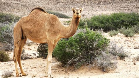 Inside the world of Oman's million-dollar camel beauty pageants — Quartz