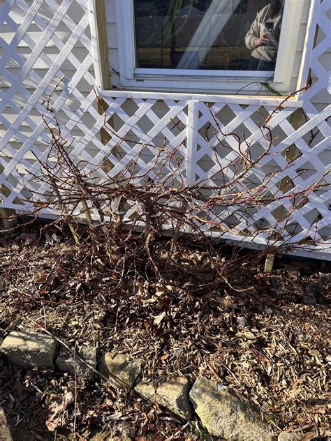 Climbing hydrangea pruning? : r/gardening