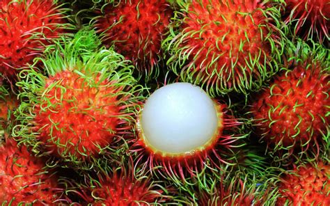 Nephelium lappaceum – (Rambutan) – ENINE Hydroponic (Pvt) Ltd