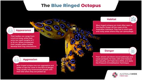 The Blue Ringed Octopus | Deadly Marine Life