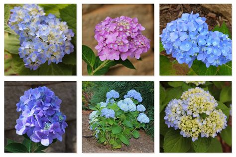 Endless Summer The Original hydrangea | Types of hydrangeas, Hydrangea ...