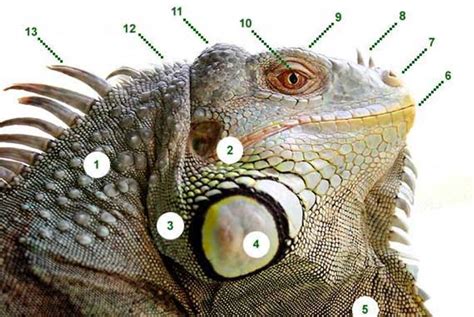 Basic Iguana Anatomy Iguana Care, Iguana Pet, Iguana Tattoo, Marine ...