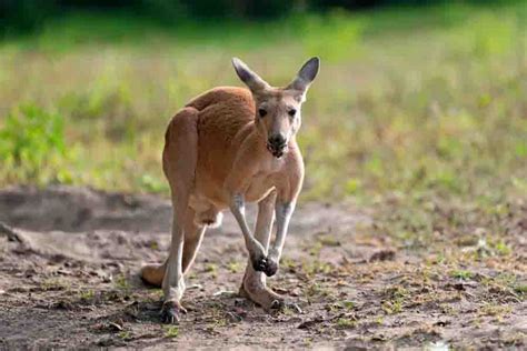 Wallaby Vs. Kangaroo: The Main Differences | Misfit Animals