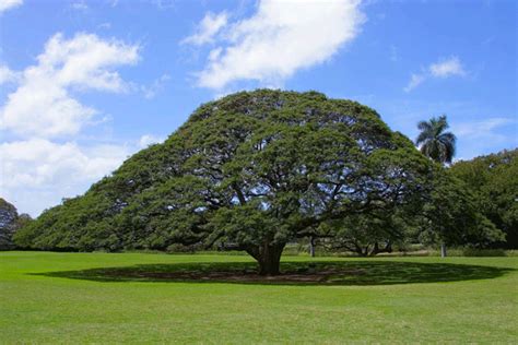 MONKEYPOD tree RAIN TREE samanea saman 5 SEEDS large shade tree BONSAI ...