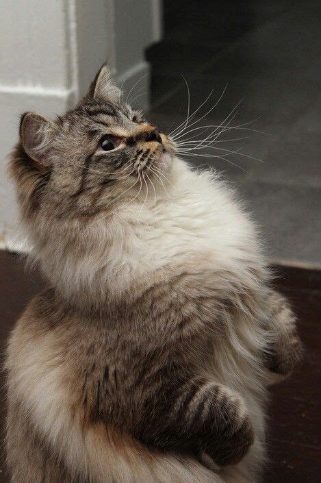 Seal lynx mitted Ragdoll Godswonders Cattery/Faith Martel photography ...