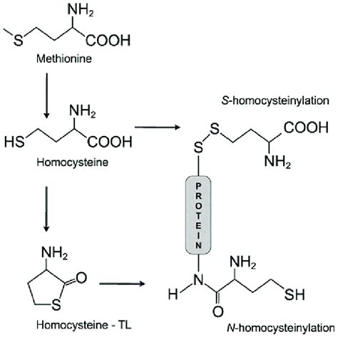 Modify Methionine to Show Its Zwitterion Form