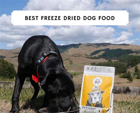 The 8 Best Freeze-Dried Dog Food! (2023) - We Love Doodles