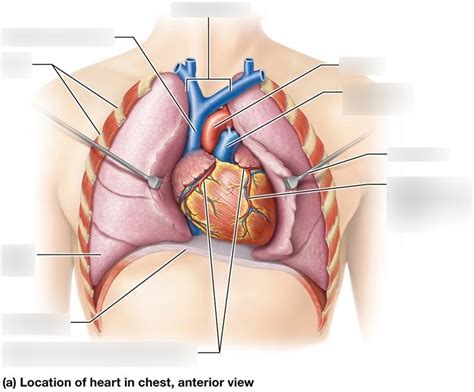 Location of Heart in Chest Diagram | Quizlet