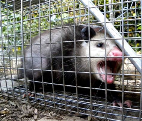 How To Trap Possums (Bonus: 3 Best Opossum Traps Reviewed)