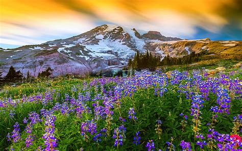 HD wallpaper: Sunset-Mountain Wilderness France-spring mountain flowers ...