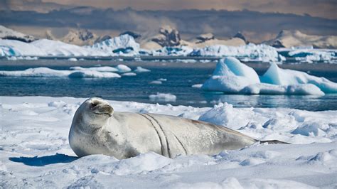 Antarctica's wildlife in a changing climate