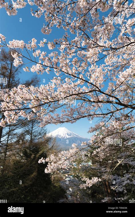 Mt. Fuji and Cherry Blossoms Stock Photo - Alamy