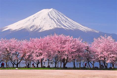 Where to Spend your Cherry Blossom Festival | Expats Holidays