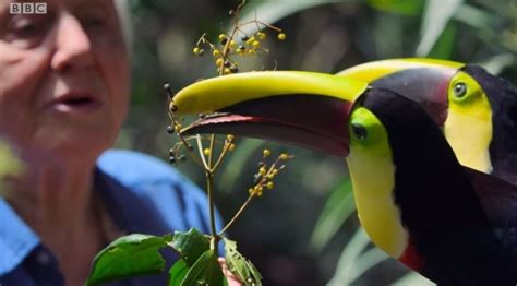 Views: ‘Attenborough’s Life In Colour’ (BBC Video) | Boomers Daily