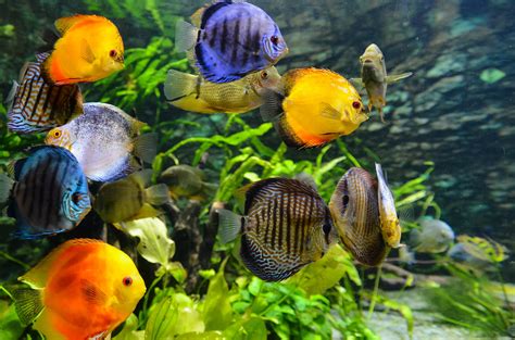 Green Fish Tanks: Eco-Friendly Aquarium Cleaning Hacks