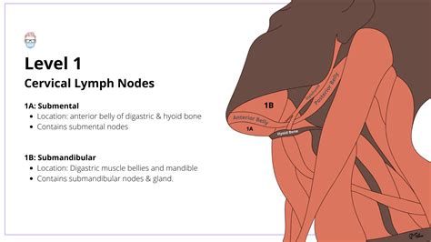 Cervical Lymph Nodes of the Neck: Drainage & Levels