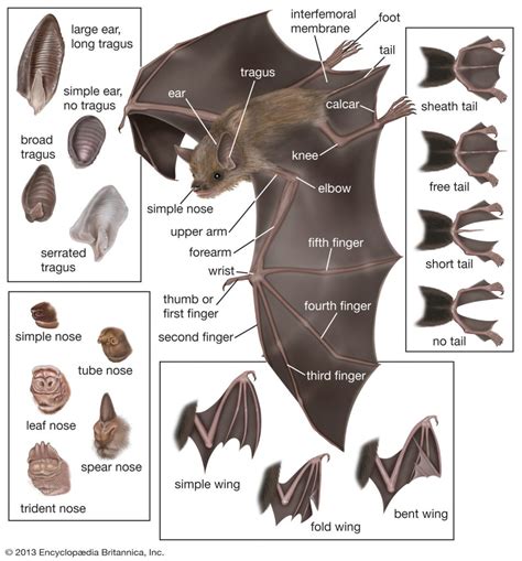 What is a Bat? - Wild Ideas