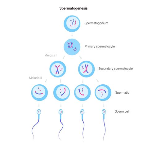 Premium Vector | Spermatogenesis