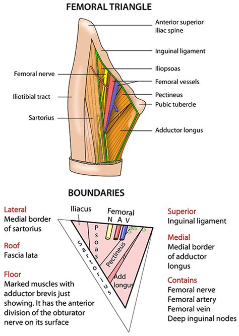 1000+ images about Anatomy on Pinterest