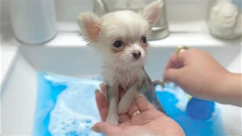 Barley Teacup Chihuahua First Bath at 10 weeks old 🐾🤍 FULL VIDEO - YouTube