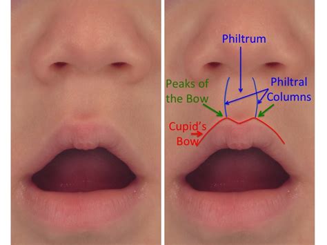 Anatomy Of The Lips And Nose | Lipstutorial.org