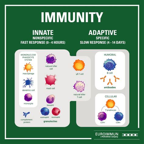 Adaptive Immune System Diagram