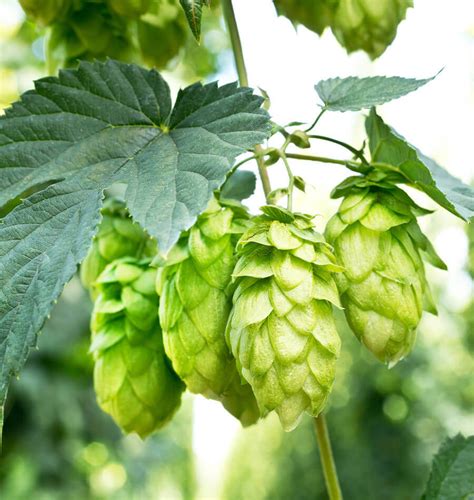 How to Grow Hops – West Coast Seeds